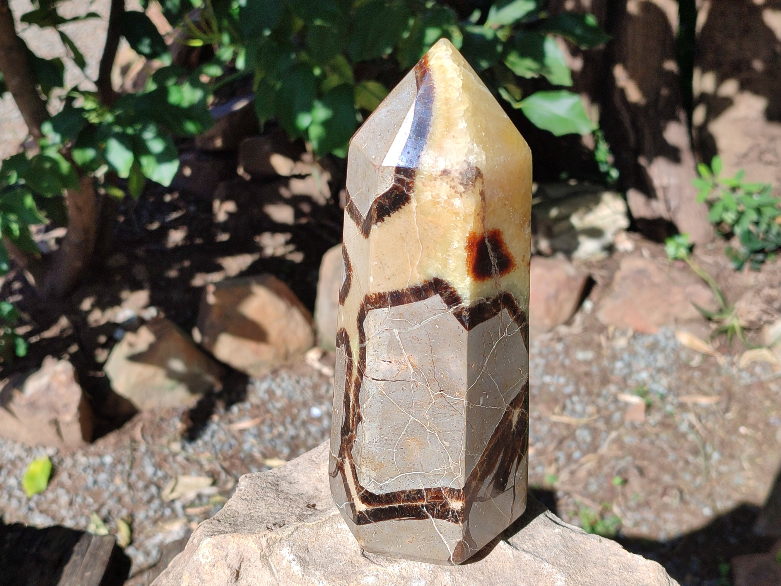 Polished Fossilized Septerye Point x 1 From Mahajanga, Madagascar - Toprock Gemstones and Minerals 