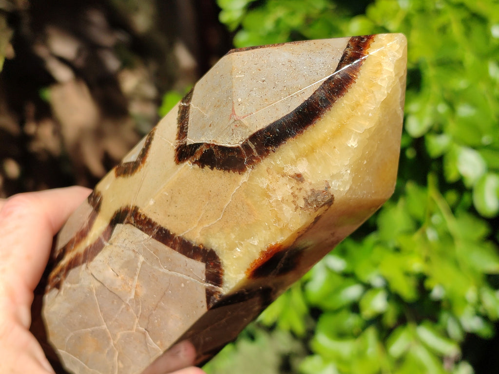 Polished Fossilized Septerye Point x 1 From Mahajanga, Madagascar - Toprock Gemstones and Minerals 