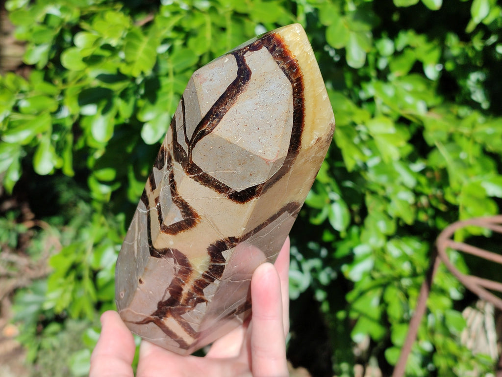 Polished Fossilized Septerye Point x 1 From Mahajanga, Madagascar - Toprock Gemstones and Minerals 