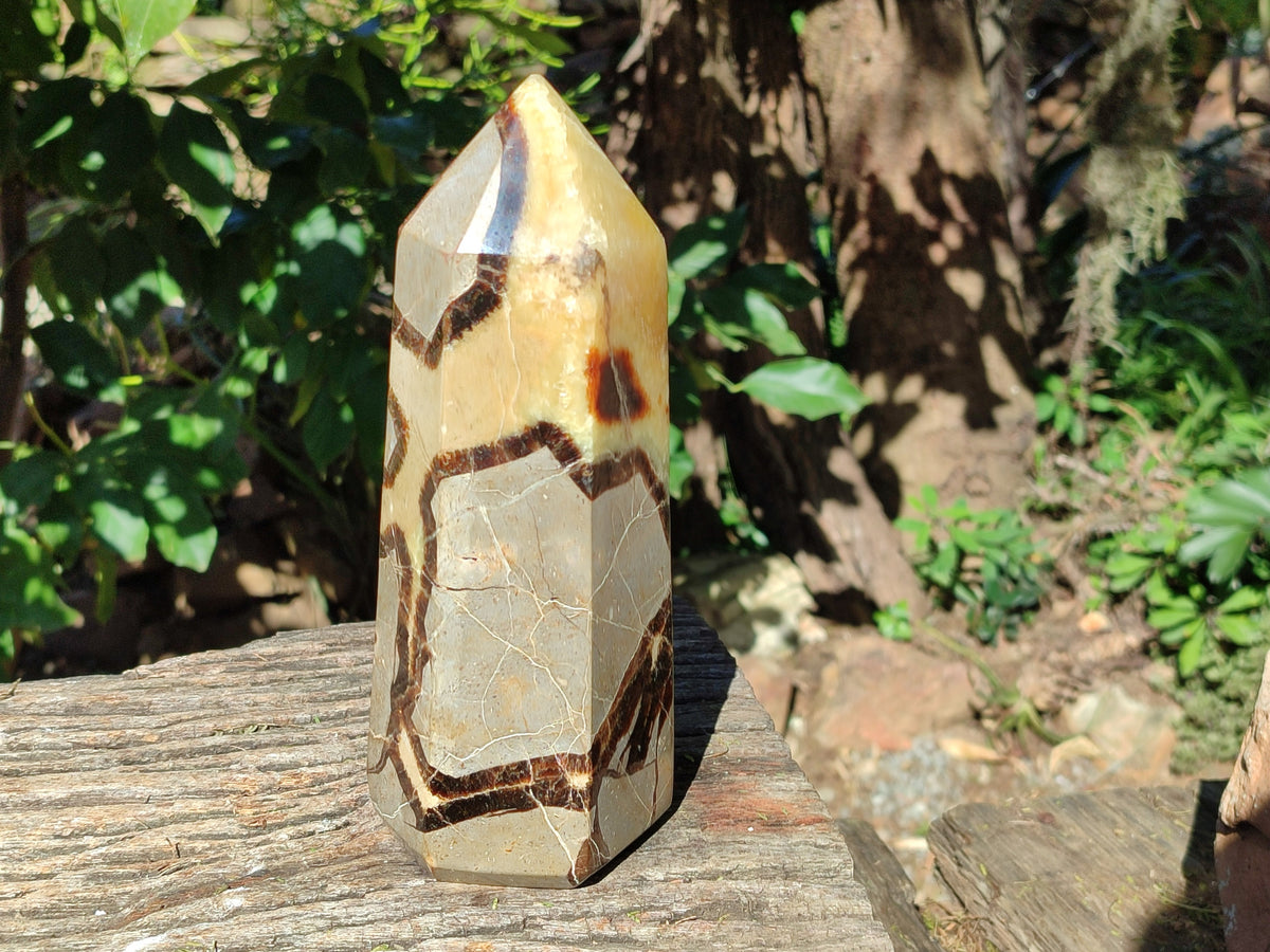 Polished Fossilized Septerye Point x 1 From Mahajanga, Madagascar - Toprock Gemstones and Minerals 