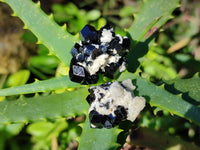 Natural Schorl Black Tourmaline Terminated Crystal Specimens with some Hyalite Opal x 70 From Erongo, Namibia
