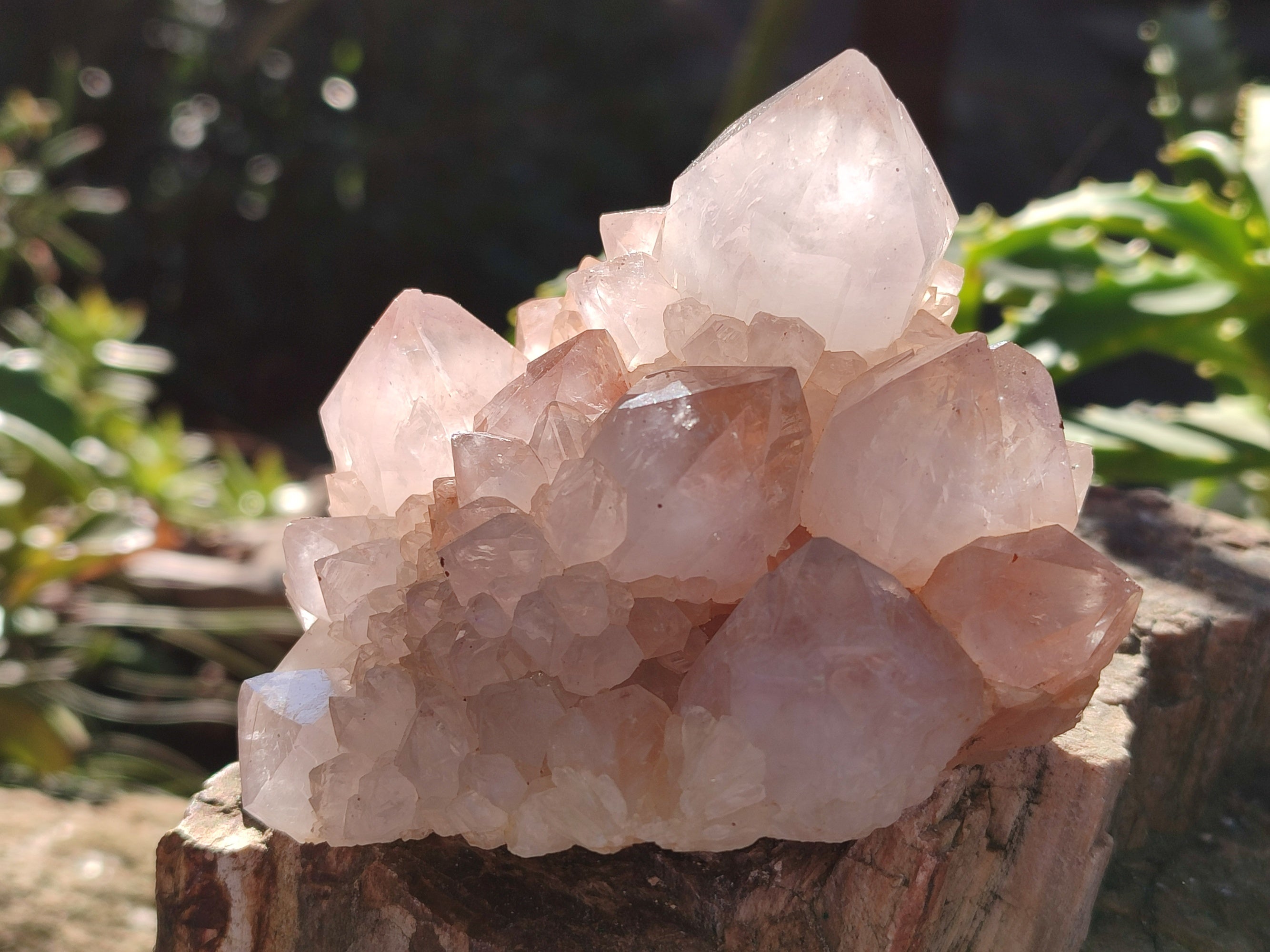 Natural White Cactus Spirit Quartz Clusters x 4 From South Africa - Toprock Gemstones and Minerals 