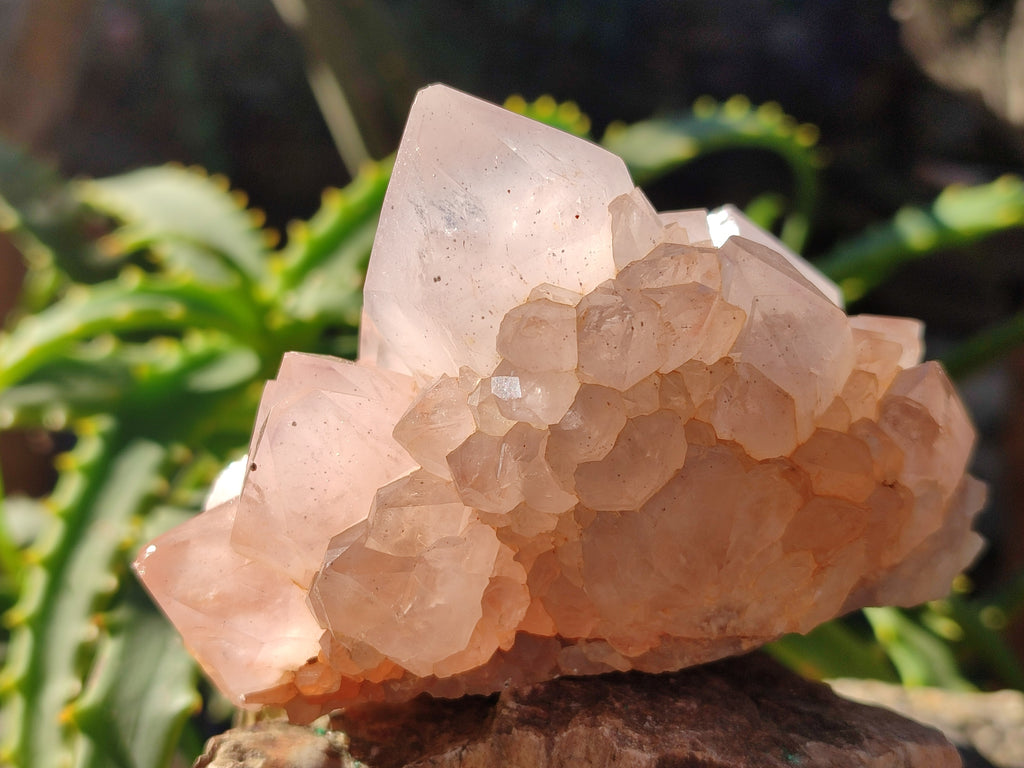 Natural White Cactus Spirit Quartz Clusters x 4 From South Africa - Toprock Gemstones and Minerals 