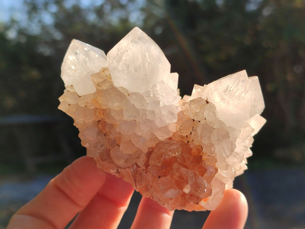 Natural White Cactus Spirit Quartz Clusters x 4 From South Africa - Toprock Gemstones and Minerals 