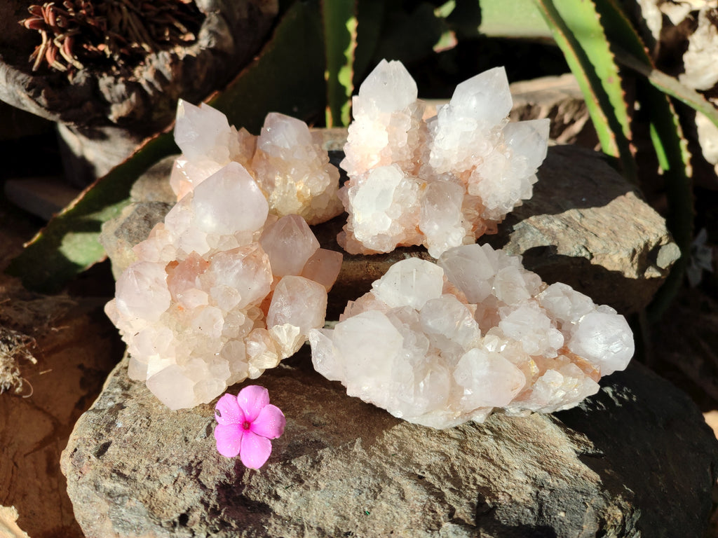 Natural White Cactus Spirit Quartz Clusters x 4 From South Africa - Toprock Gemstones and Minerals 