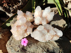 Natural White Cactus Spirit Quartz Clusters x 4 From South Africa - Toprock Gemstones and Minerals 