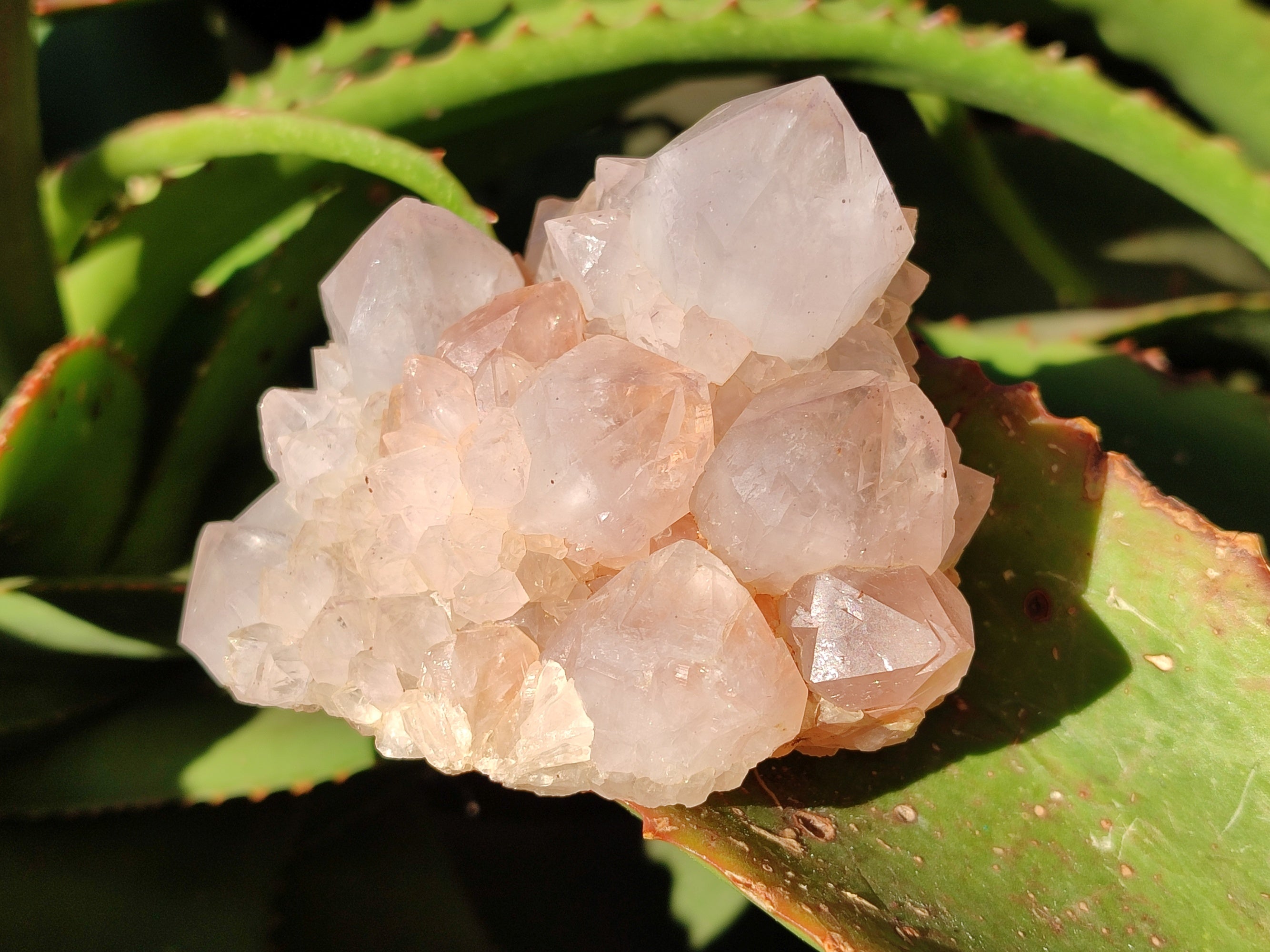 Natural White Cactus Spirit Quartz Clusters x 4 From South Africa - Toprock Gemstones and Minerals 