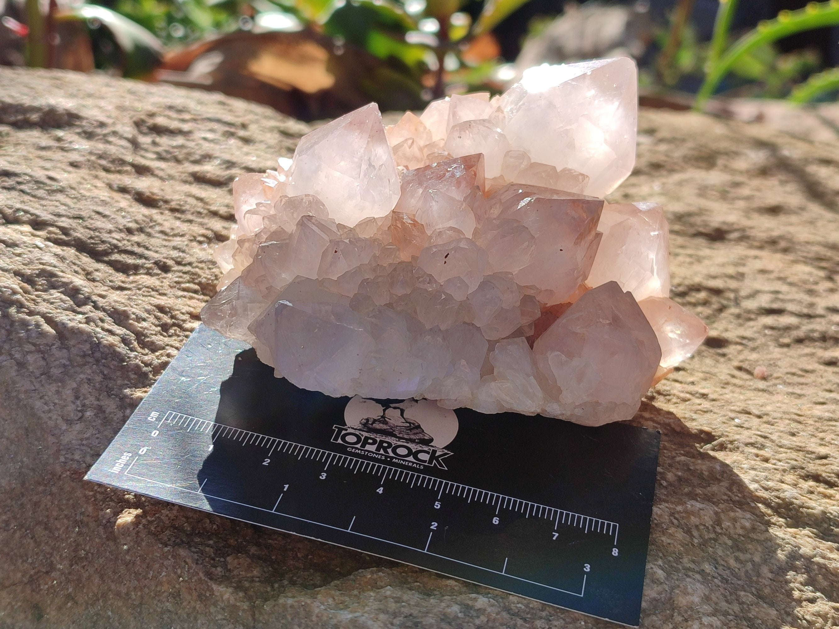 Natural White Cactus Spirit Quartz Clusters x 4 From South Africa - Toprock Gemstones and Minerals 