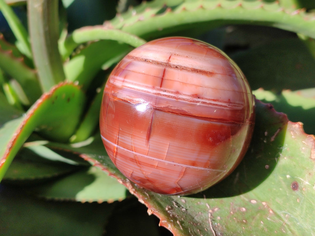 Polished Carnelian Agate Spheres x 3 From Madagascar - Toprock Gemstones and Minerals 