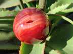 Polished Carnelian Agate Spheres x 3 From Madagascar - Toprock Gemstones and Minerals 
