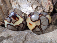 Polished Septerye Hearts x 6 From Mahajanga, Madagascar