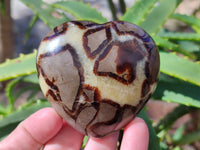 Polished Septerye Hearts x 6 From Mahajanga, Madagascar