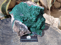 Natural Ball Malachite On Dolomite Matrix Specimen x 1 From Kambove, Congo