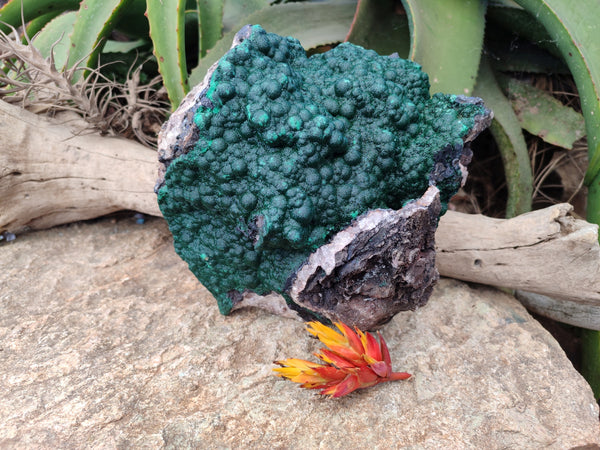 Natural Ball Malachite On Dolomite Matrix Specimen x 1 From Kambove, Congo