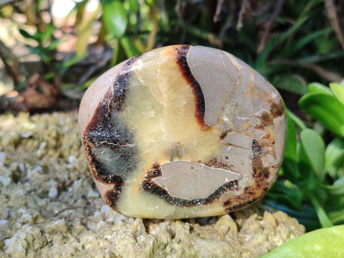 Polished Fossilized Septerye Slices x 12 From Mahajanga, Madagascar - Toprock Gemstones and Minerals 