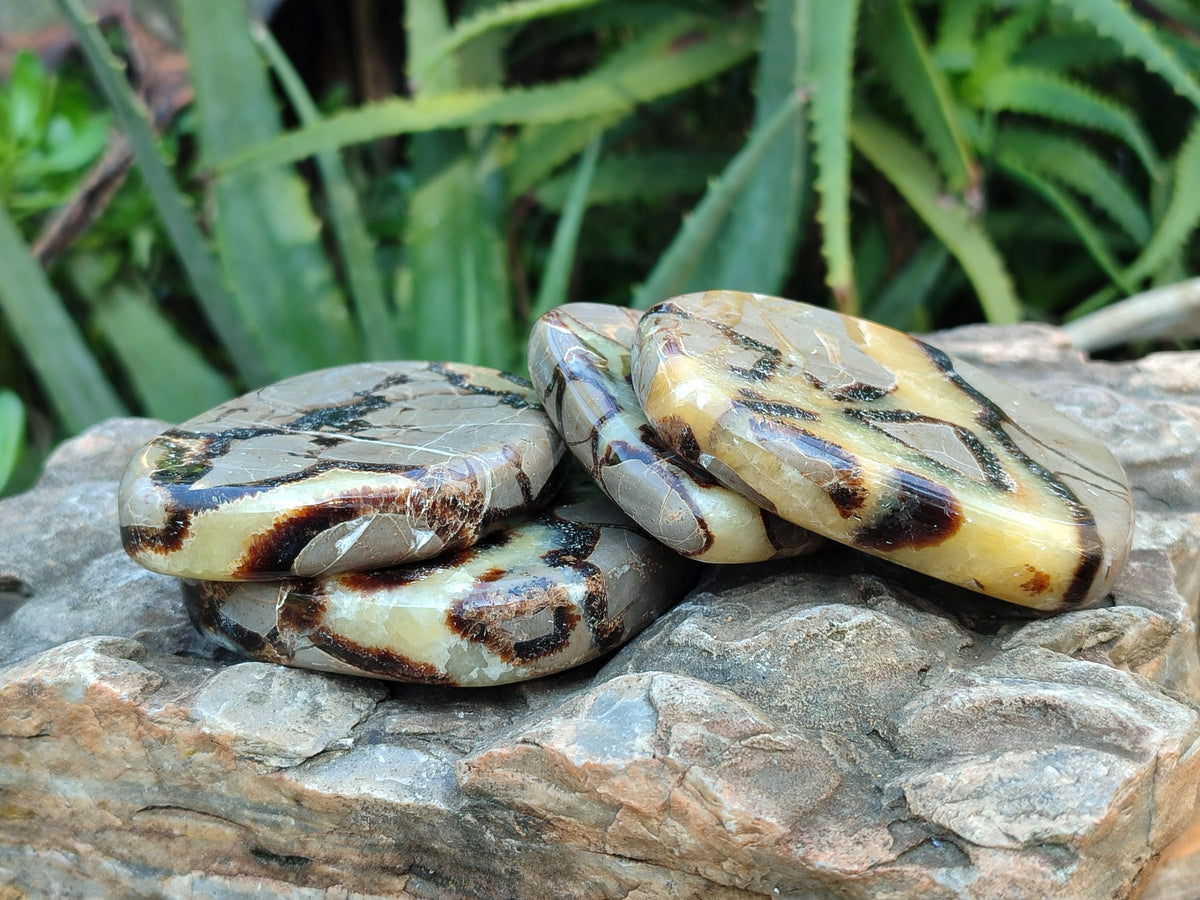 Polished Fossilized Septerye Slices x 12 From Mahajanga, Madagascar - Toprock Gemstones and Minerals 
