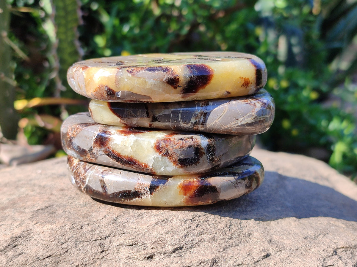 Polished Fossilized Septerye Slices x 12 From Mahajanga, Madagascar - Toprock Gemstones and Minerals 