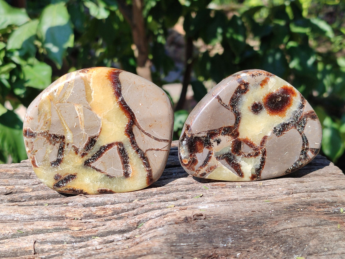 Polished Fossilized Septerye Slices x 12 From Mahajanga, Madagascar - Toprock Gemstones and Minerals 