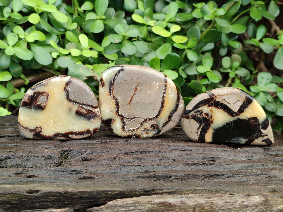 Polished Fossilized Septerye Slices x 12 From Mahajanga, Madagascar - Toprock Gemstones and Minerals 