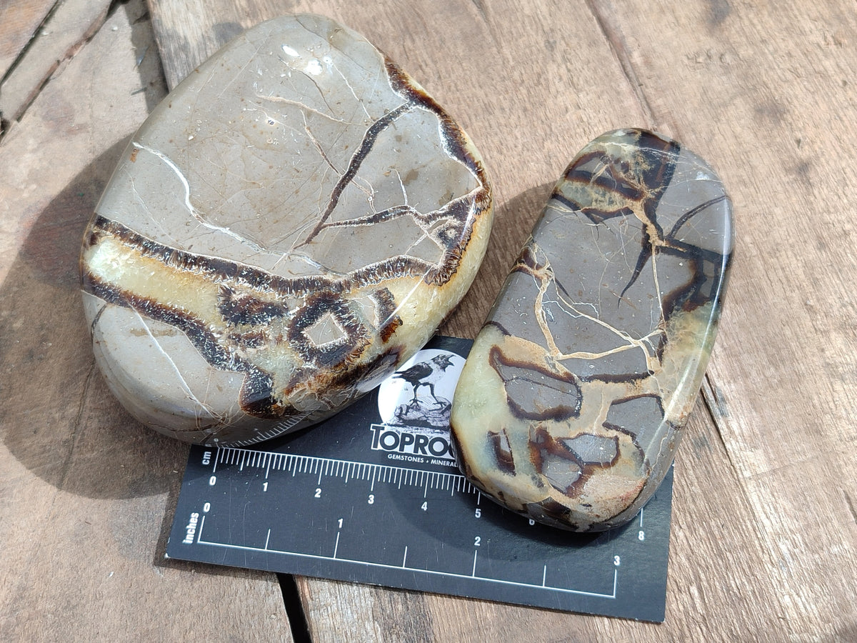 Polished Fossilized Septerye Slices x 12 From Mahajanga, Madagascar - Toprock Gemstones and Minerals 