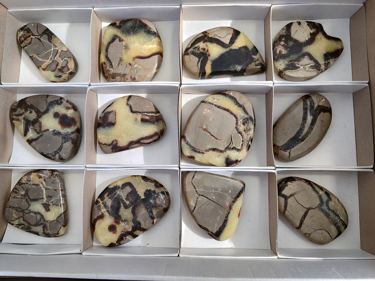 Polished Fossilized Septerye Slices x 12 From Mahajanga, Madagascar - Toprock Gemstones and Minerals 