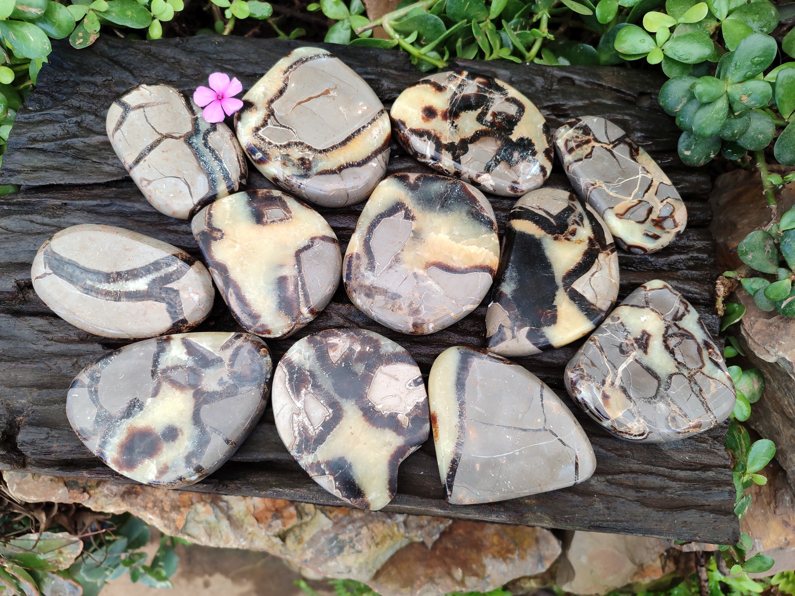 Polished Fossilized Septerye Slices x 12 From Mahajanga, Madagascar - Toprock Gemstones and Minerals 