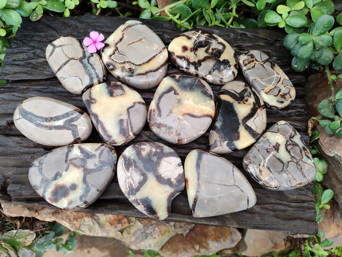Polished Fossilized Septerye Slices x 12 From Mahajanga, Madagascar - Toprock Gemstones and Minerals 