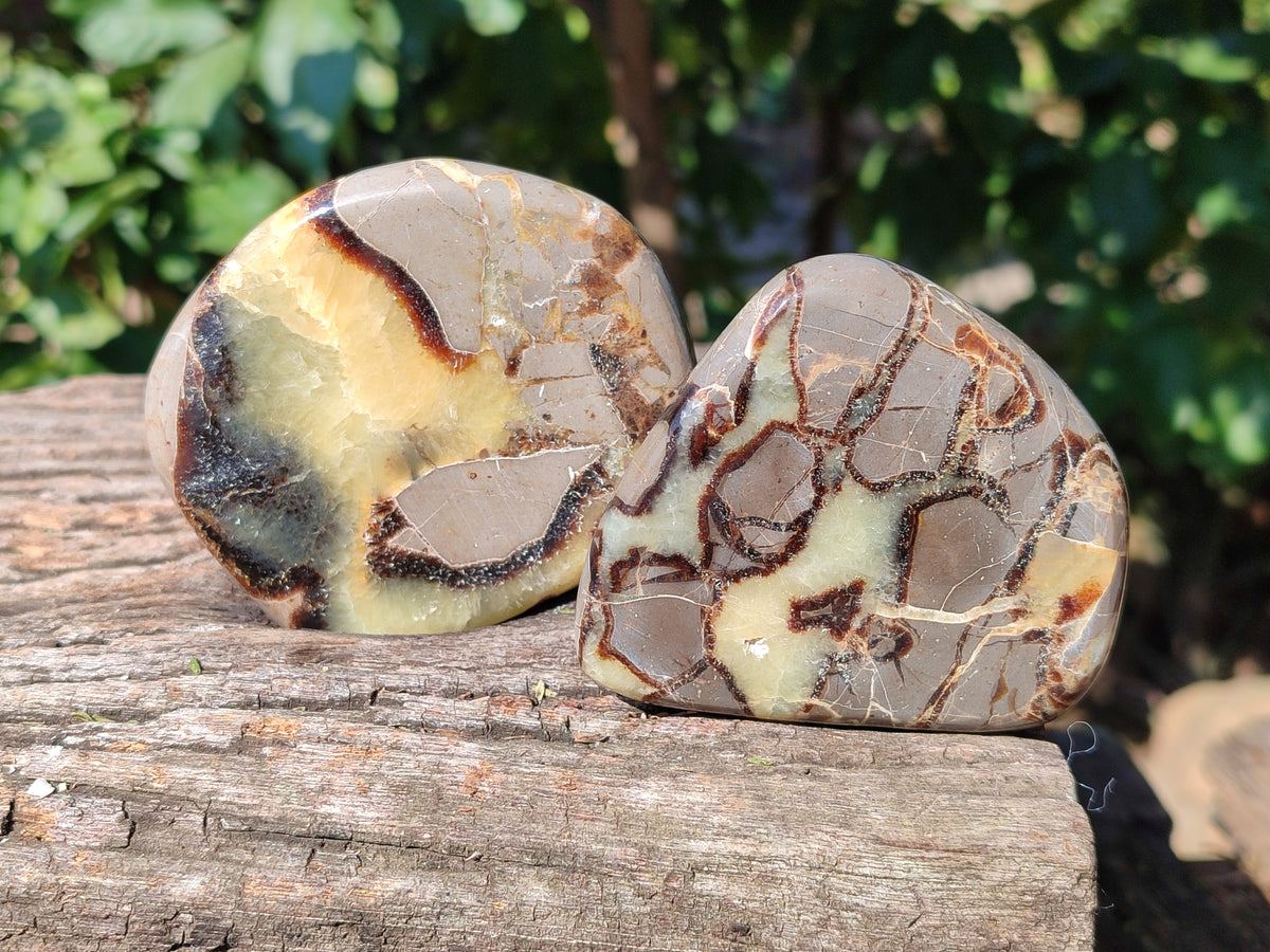 Polished Fossilized Septerye Slices x 12 From Mahajanga, Madagascar - Toprock Gemstones and Minerals 