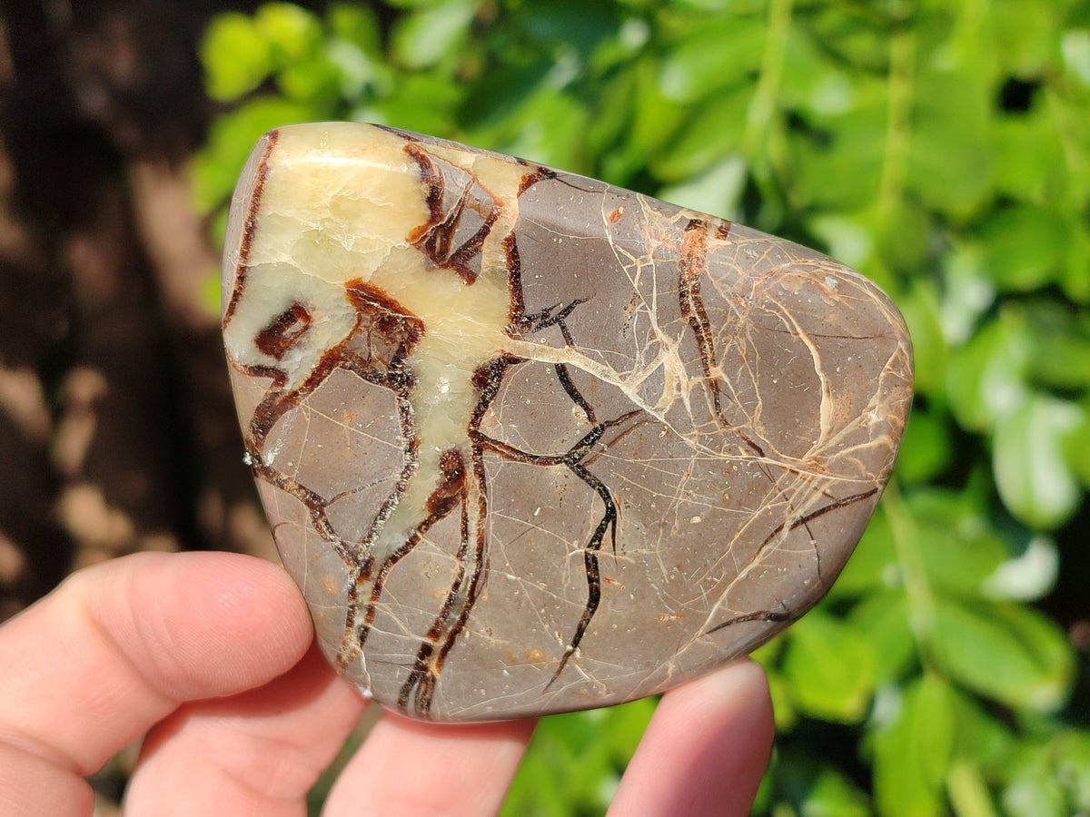 Polished Fossilized Septerye Slices x 12 From Mahajanga, Madagascar - Toprock Gemstones and Minerals 