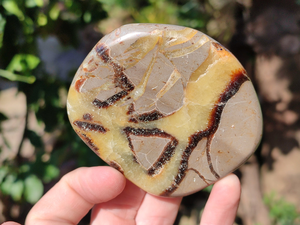 Polished Fossilized Septerye Slices x 12 From Mahajanga, Madagascar - Toprock Gemstones and Minerals 