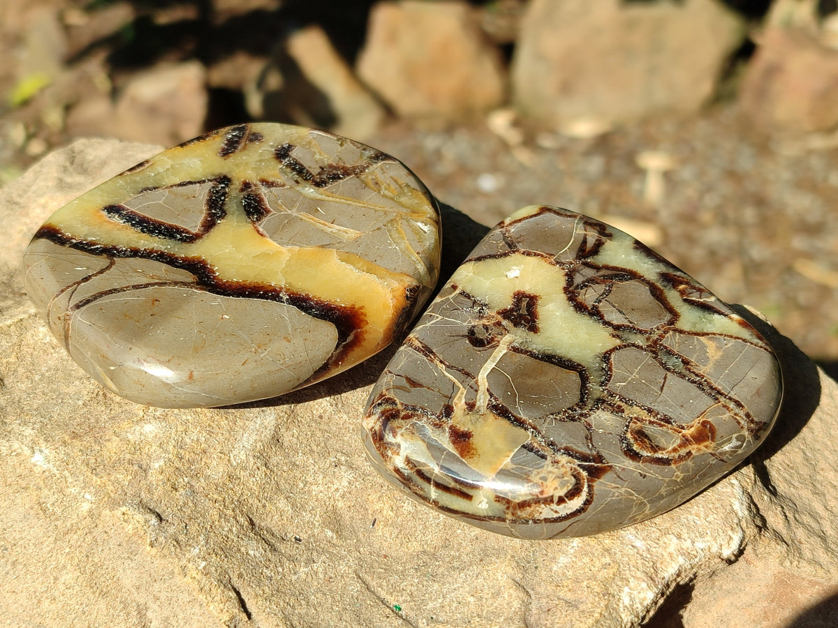 Polished Fossilized Septerye Slices x 12 From Mahajanga, Madagascar - Toprock Gemstones and Minerals 