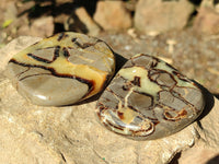 Polished Fossilized Septerye Slices x 12 From Mahajanga, Madagascar - Toprock Gemstones and Minerals 