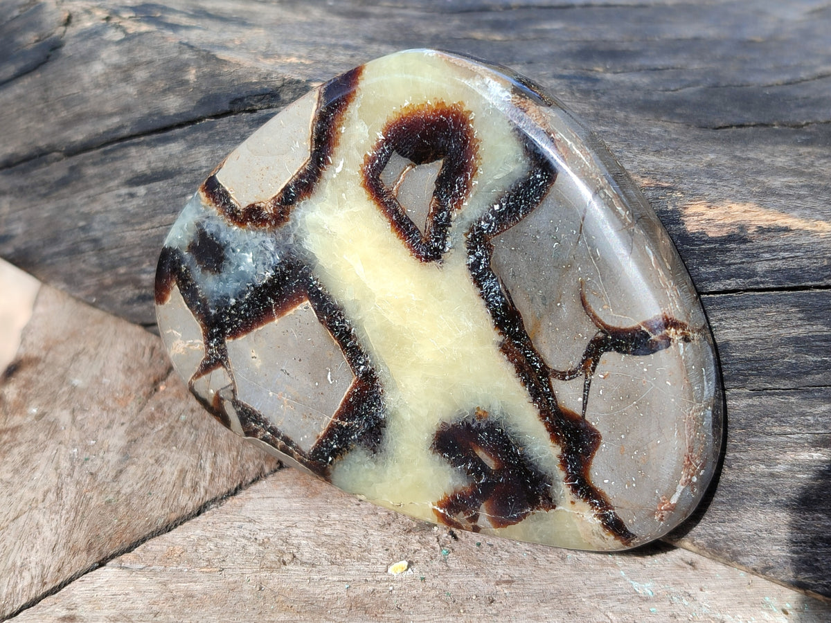 Polished Fossilized Septerye Slices x 12 From Mahajanga, Madagascar - Toprock Gemstones and Minerals 