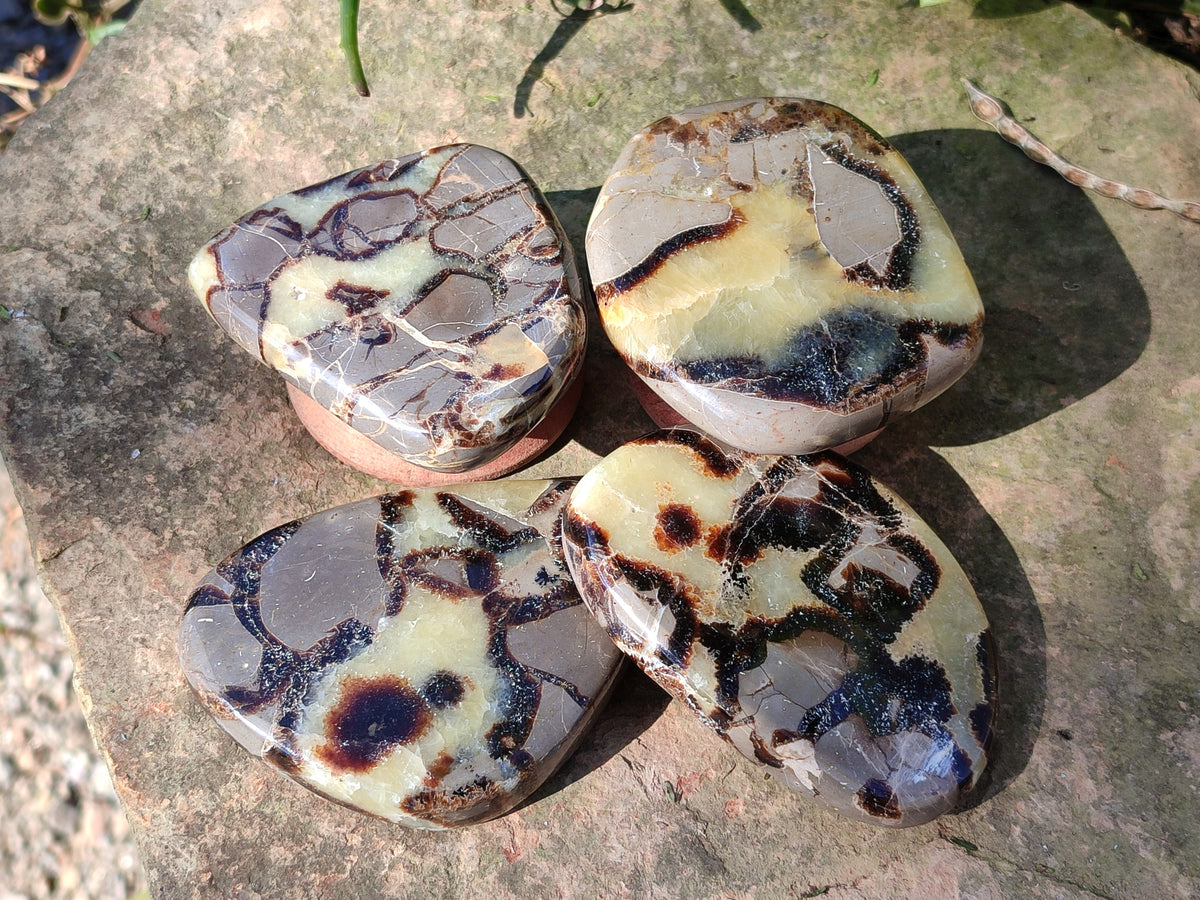 Polished Fossilized Septerye Slices x 12 From Mahajanga, Madagascar - Toprock Gemstones and Minerals 