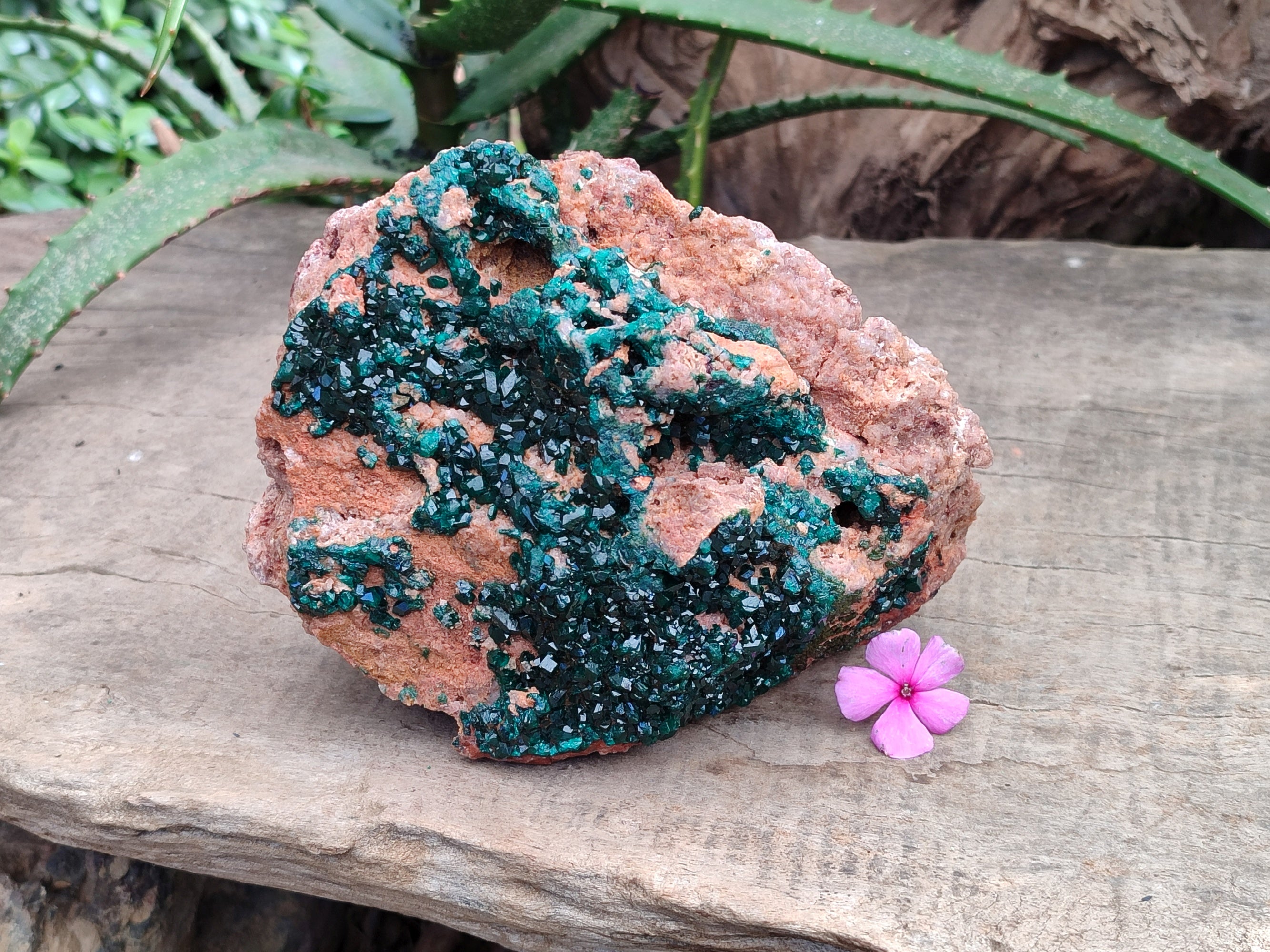 Natural Large Dioptase On Dolomite Cabinet Specimen x 1 From Mashamba East Mine, Congo - Toprock Gemstones and Minerals 