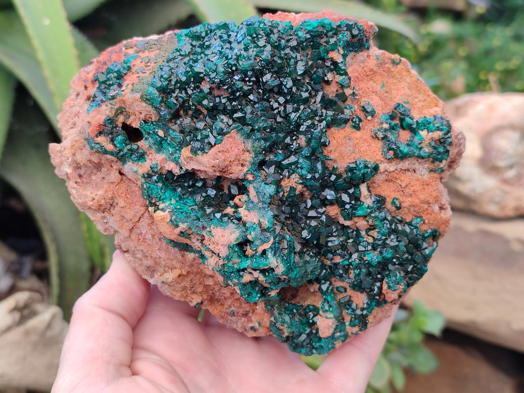 Natural Large Dioptase On Dolomite Cabinet Specimen x 1 From Mashamba East Mine, Congo - Toprock Gemstones and Minerals 