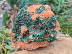 Natural Large Dioptase On Dolomite Cabinet Specimen x 1 From Mashamba East Mine, Congo - Toprock Gemstones and Minerals 