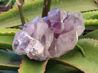 Natural Jacaranda Amethyst Quartz Cluster x 2 From Mumbwa, Zambia - Toprock Gemstones and Minerals 