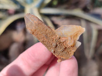 Natural Golden Limonite Fairy Spirit Quartz Single Crystals x 70 From South Africa