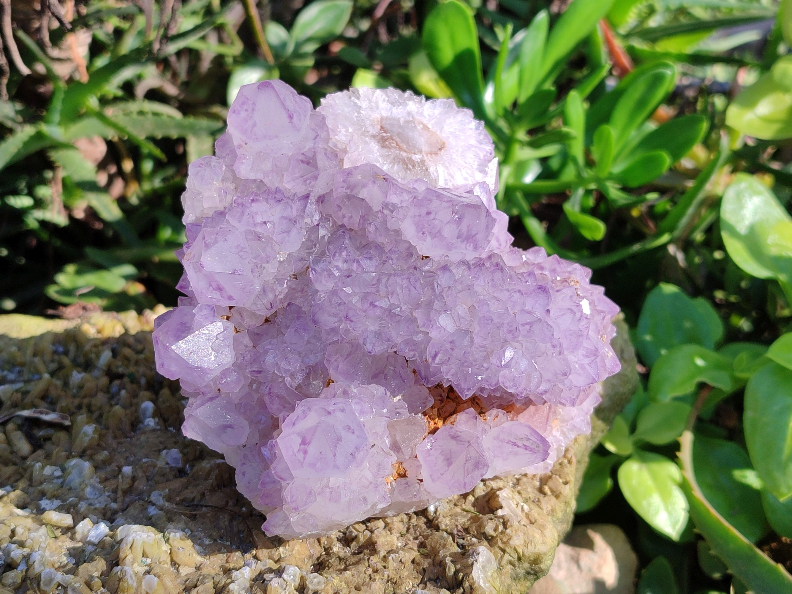 Natural Sunburst Amethyst Spirit Quartz Clusters x 5 From South Africa - Toprock Gemstones and Minerals 