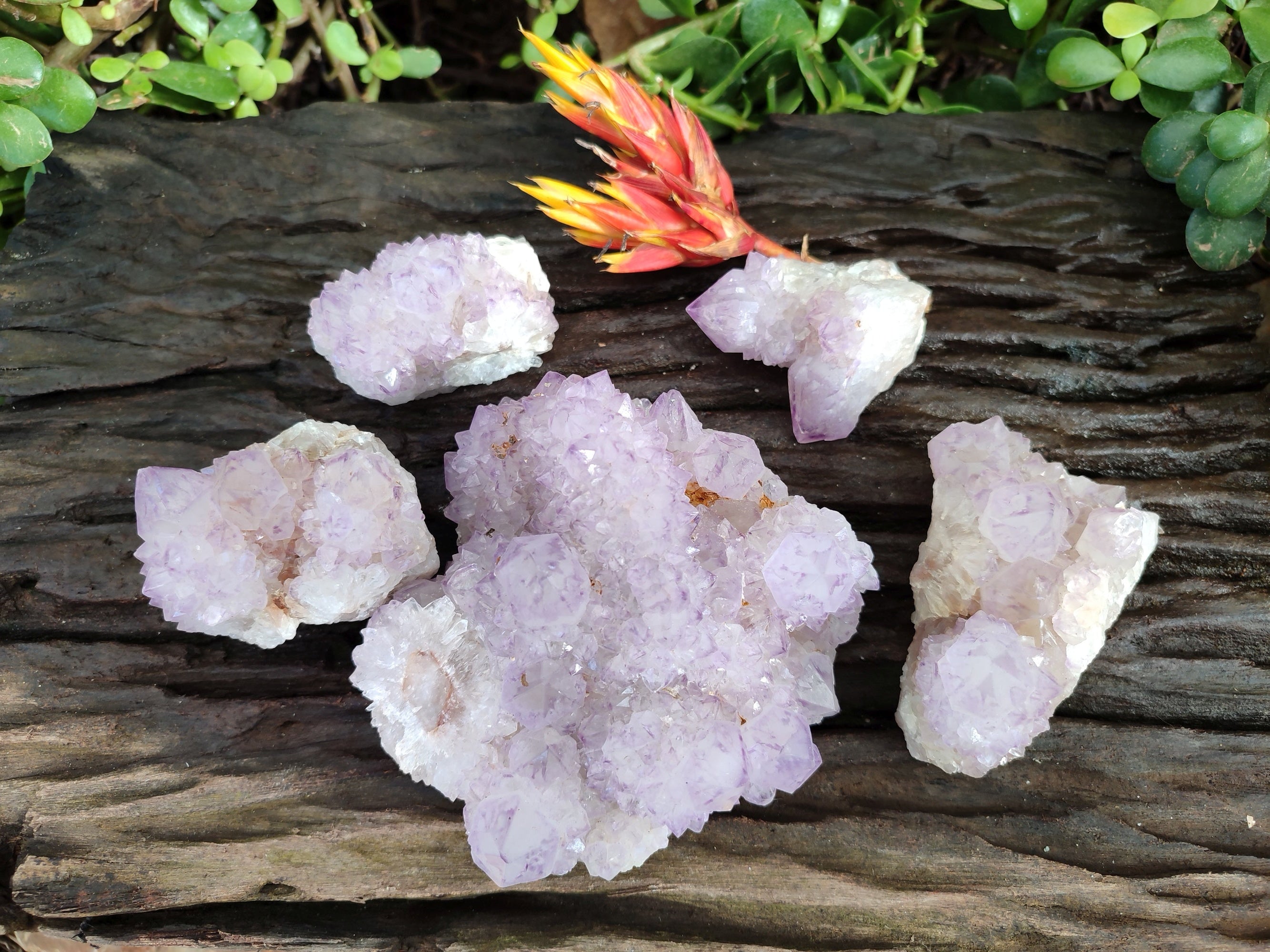 Natural Sunburst Amethyst Spirit Quartz Clusters x 5 From South Africa - Toprock Gemstones and Minerals 