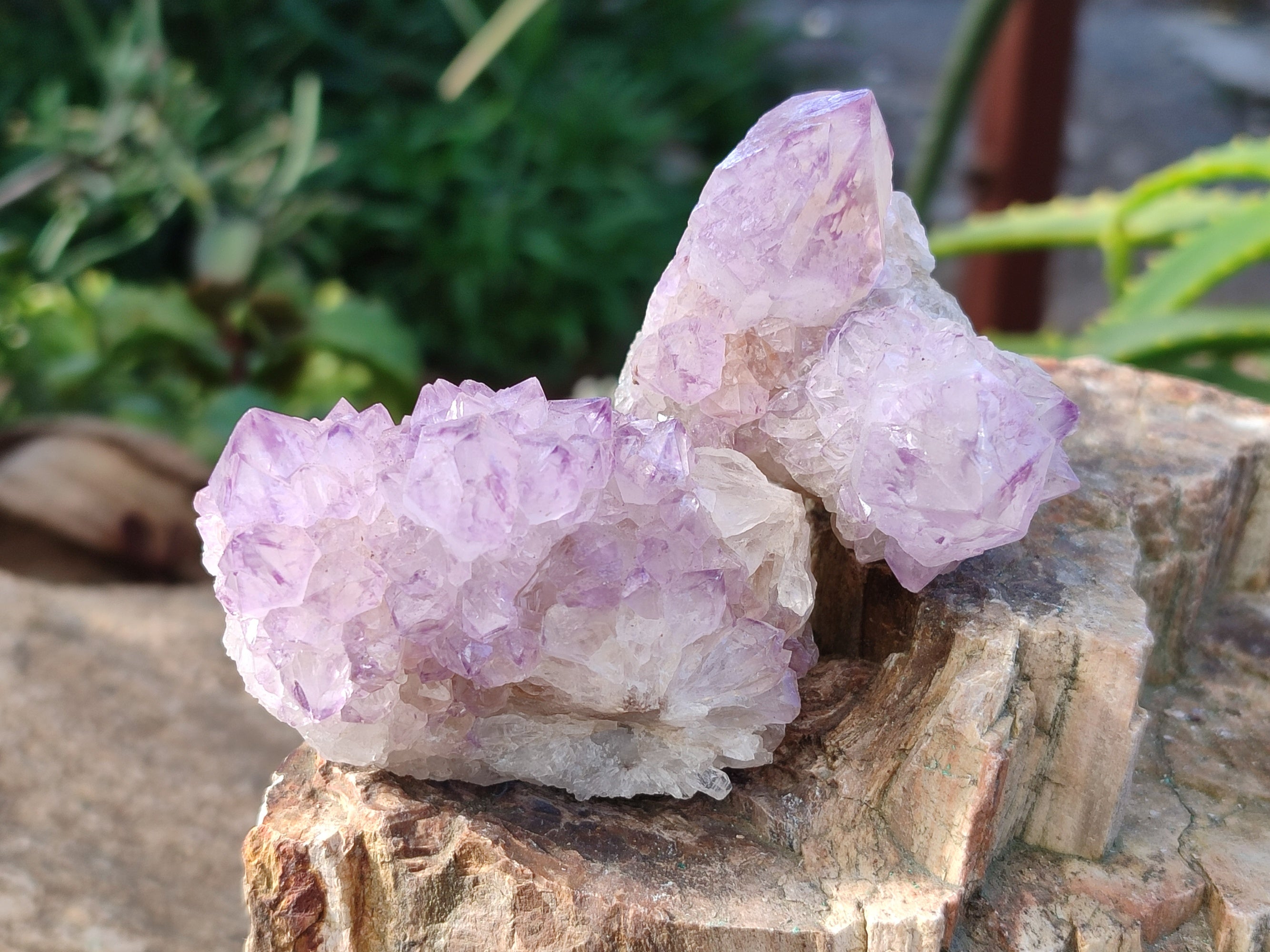 Natural Sunburst Amethyst Spirit Quartz Clusters x 5 From South Africa - Toprock Gemstones and Minerals 