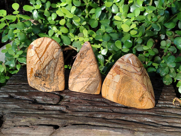 Polished Picture Stone Jasper Standing Free Forms x 3 From Ais-Ais, Namibia