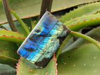 Polished On One Side Small Labradorite Plates x 24 From Tulear, Madagascar - Toprock Gemstones and Minerals 