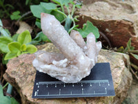 Natural Limonite Coated Fairy Spirit Quartz Clusters x 6 From South Africa