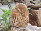 Polished Picture Stone Jasper Standing Free Forms x 2 From Ais-Ais, Namibia - Toprock Gemstones and Minerals 