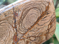 Polished Picture Stone Jasper Standing Free Forms x 2 From Ais-Ais, Namibia - Toprock Gemstones and Minerals 