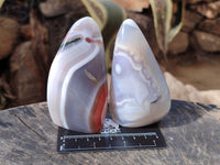 Polished Sashe River Agate Standing Free Forms x 7 From Zimbabwe