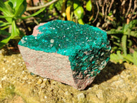 Natural Classic Large Dioptase On Dolomite Cabinet Specimen x 1 From Likasi, Congo