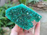 Natural Classic Large Dioptase On Dolomite Cabinet Specimen x 1 From Likasi, Congo